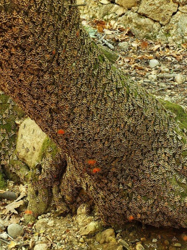 butterflies valley tour